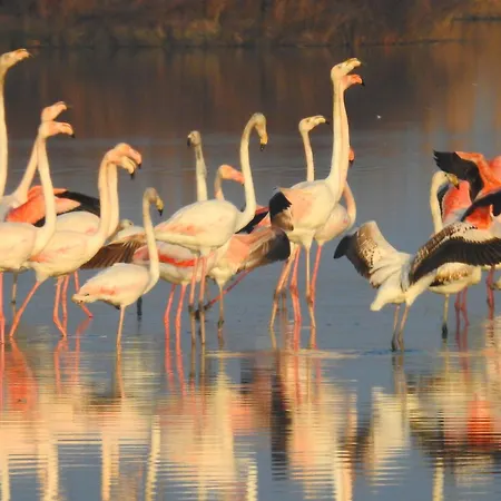 Frühstückspension Casa Flamingo
